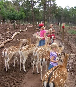 Grand Canyon Deer Farm