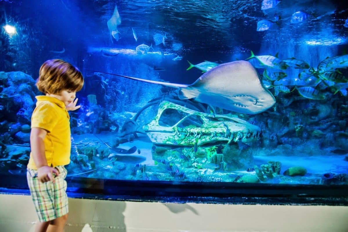 SEA LIFE Arizona Aquarium — photo 1 of 6