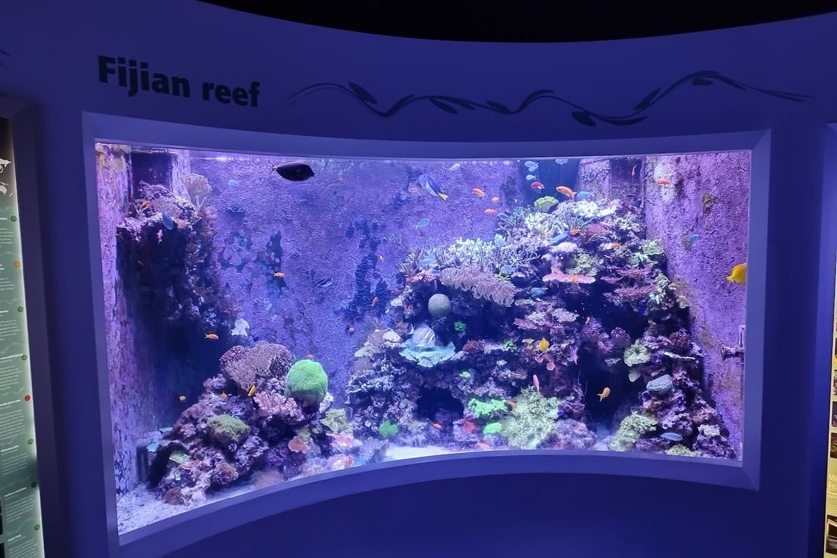 Horniman Aquarium