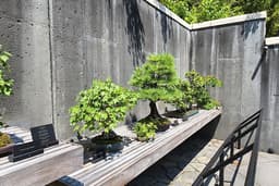 North Carolina Arboretum - Bonsai Exhibition Garden