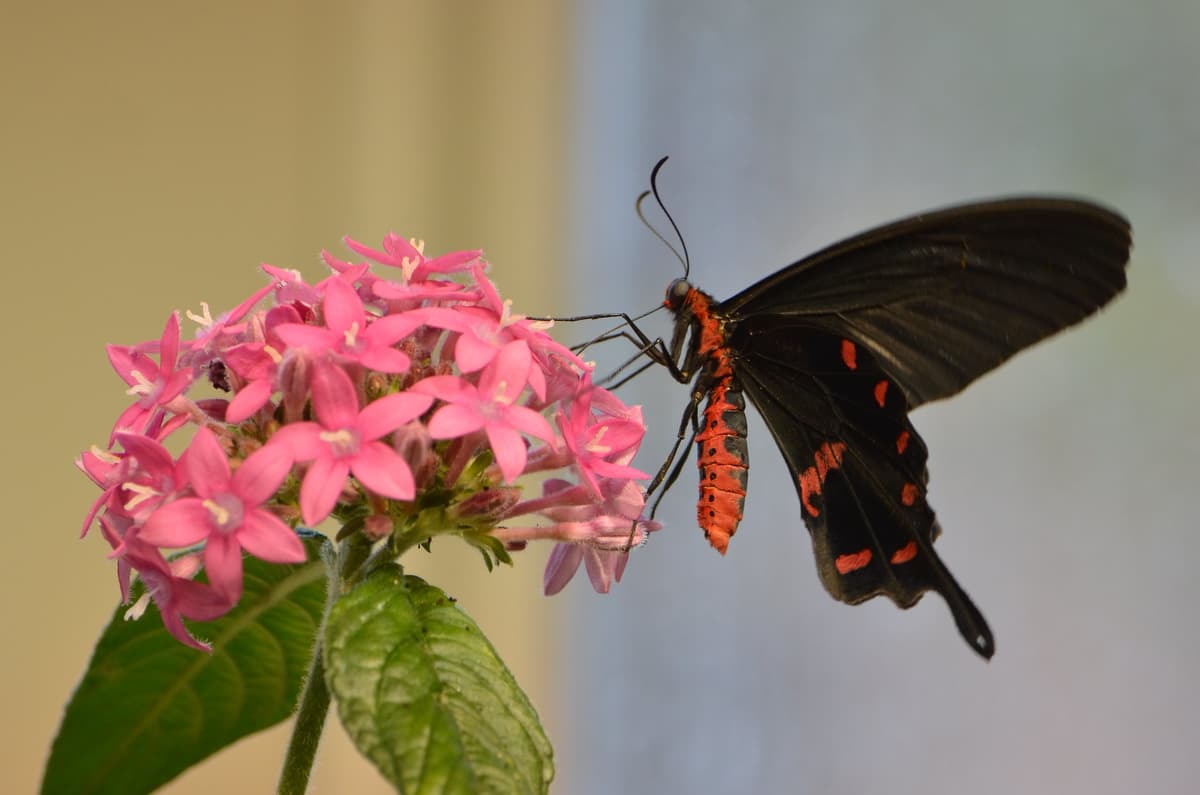 Audubon Insectarium With Kids: Is It Worth It?