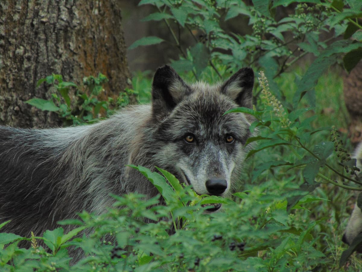 Oatland Island Wildlife Center, photo 1 of 1
