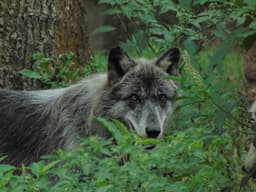 Oatland Island Wildlife Center