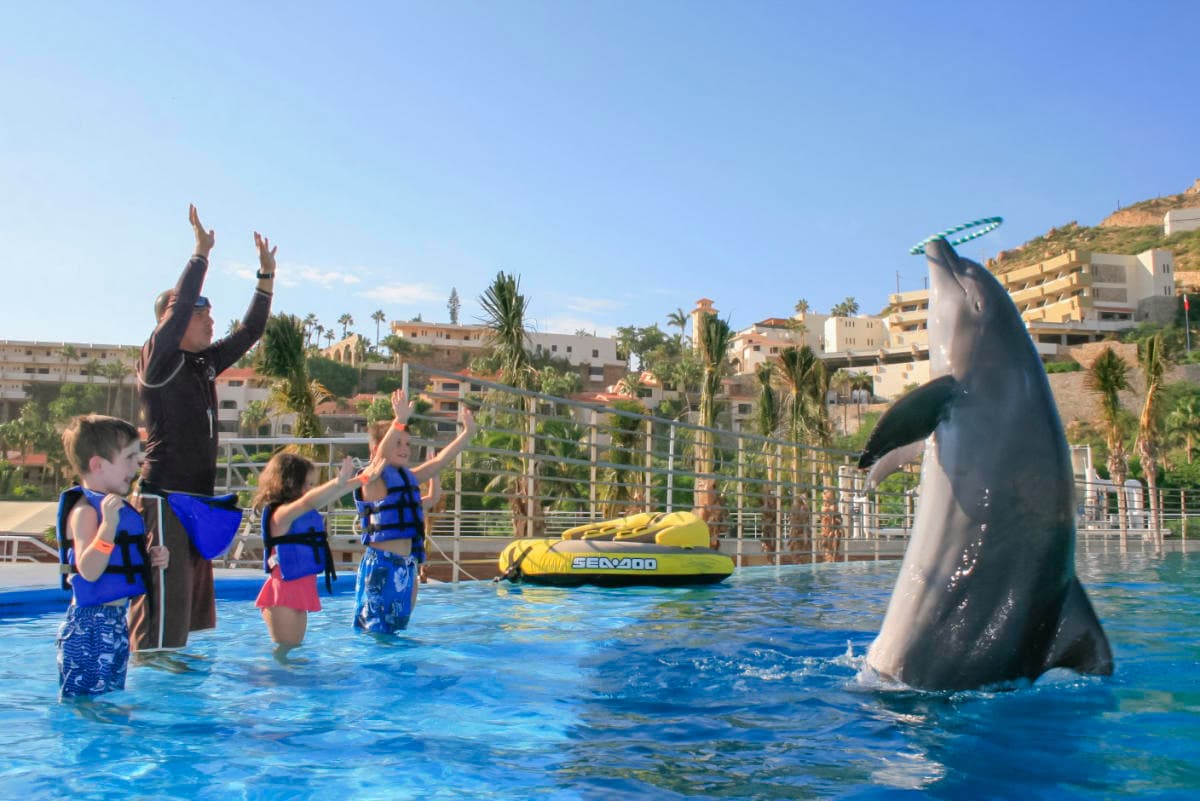 Cabo Dolphins Cabo San Lucas, photo 1 of 2