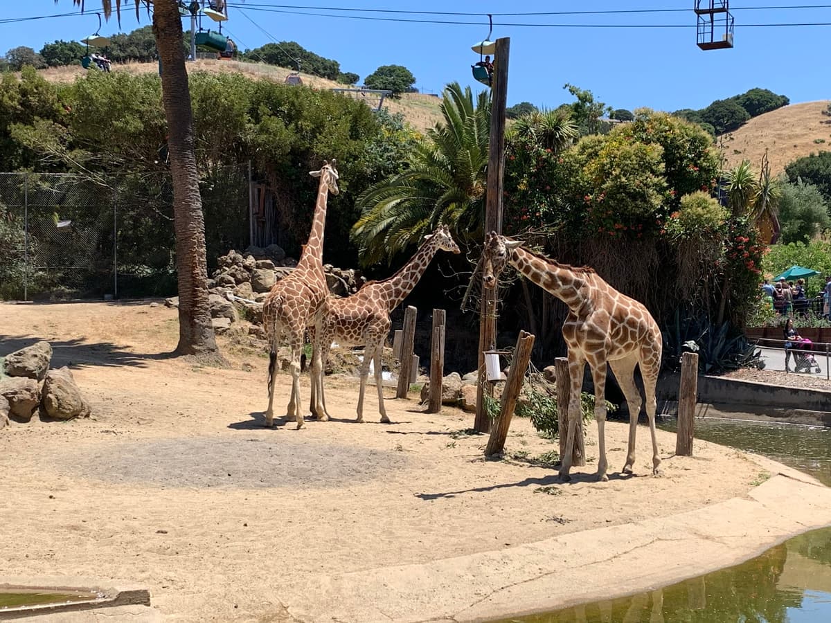 Oakland Zoo
