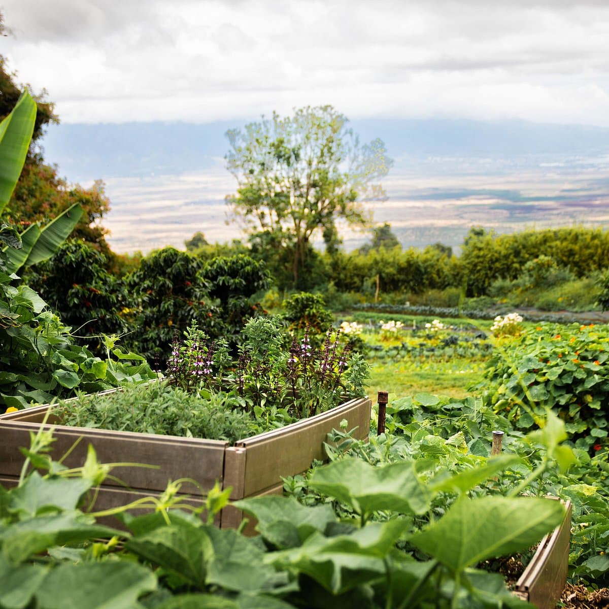 O'o Farm