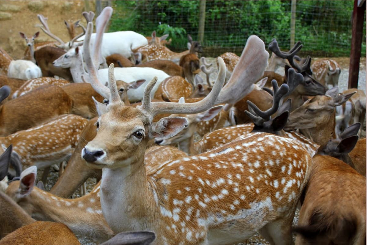 Smoky Mountain Deer Farm and Exotic Petting Zoo
