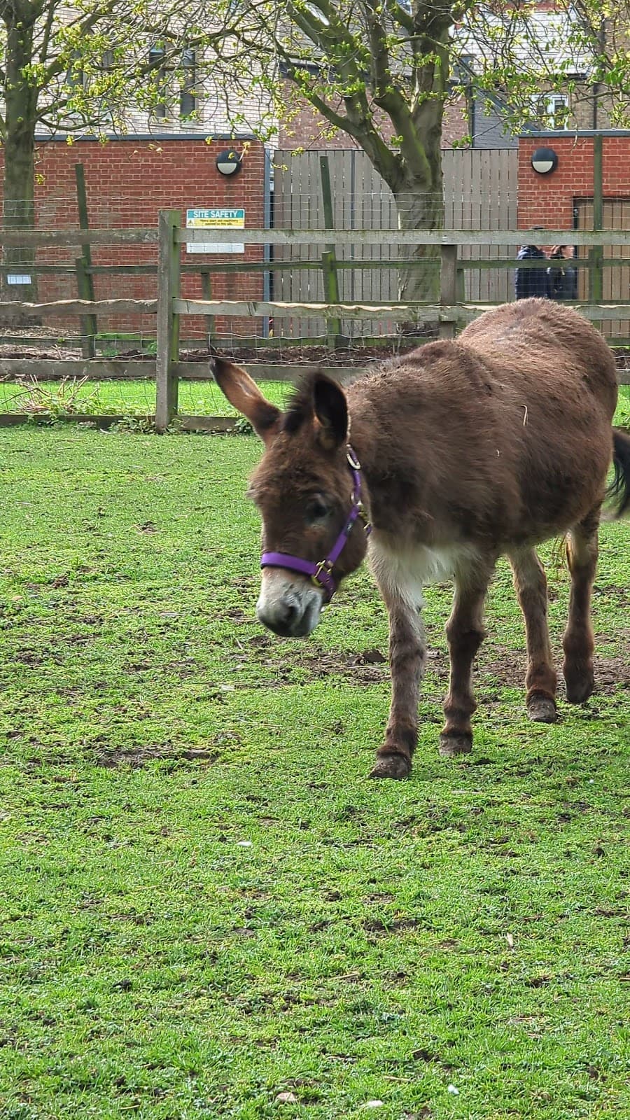 Hackney City Farm