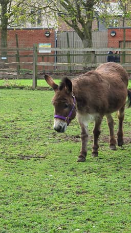 Hackney City Farm