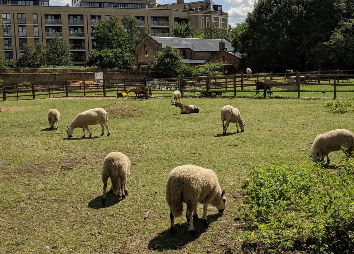 Hackney City Farm, photo 1 of 6
