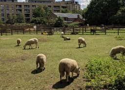 Hackney City Farm