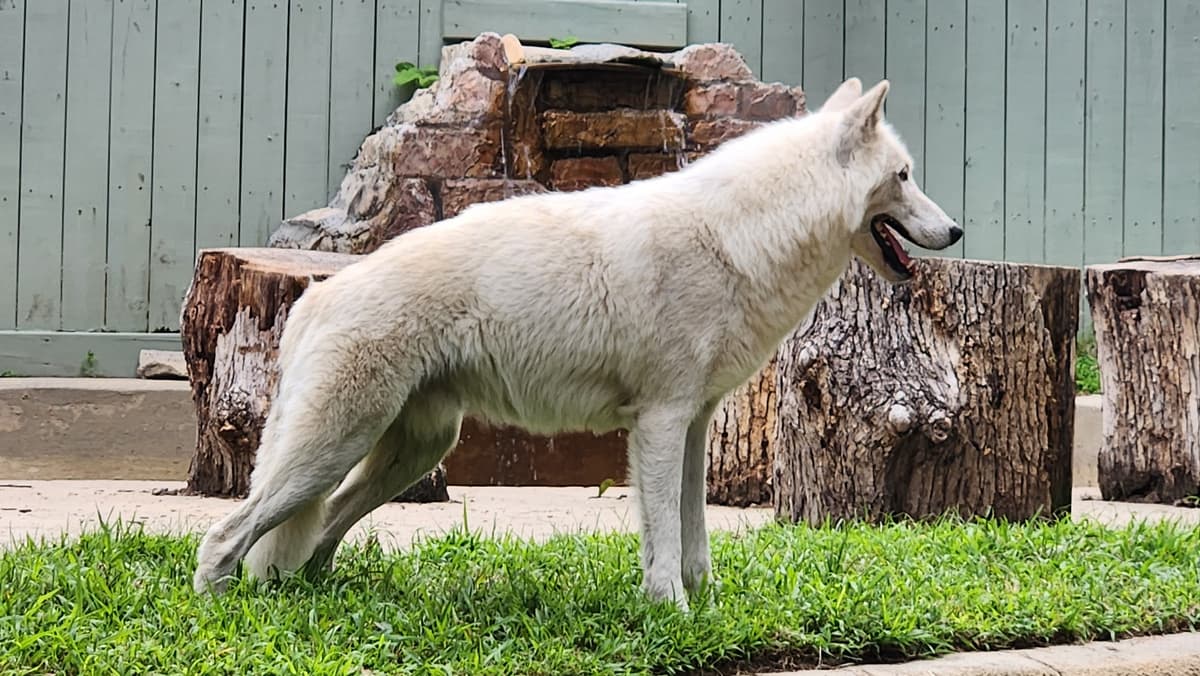 Wolf Haven