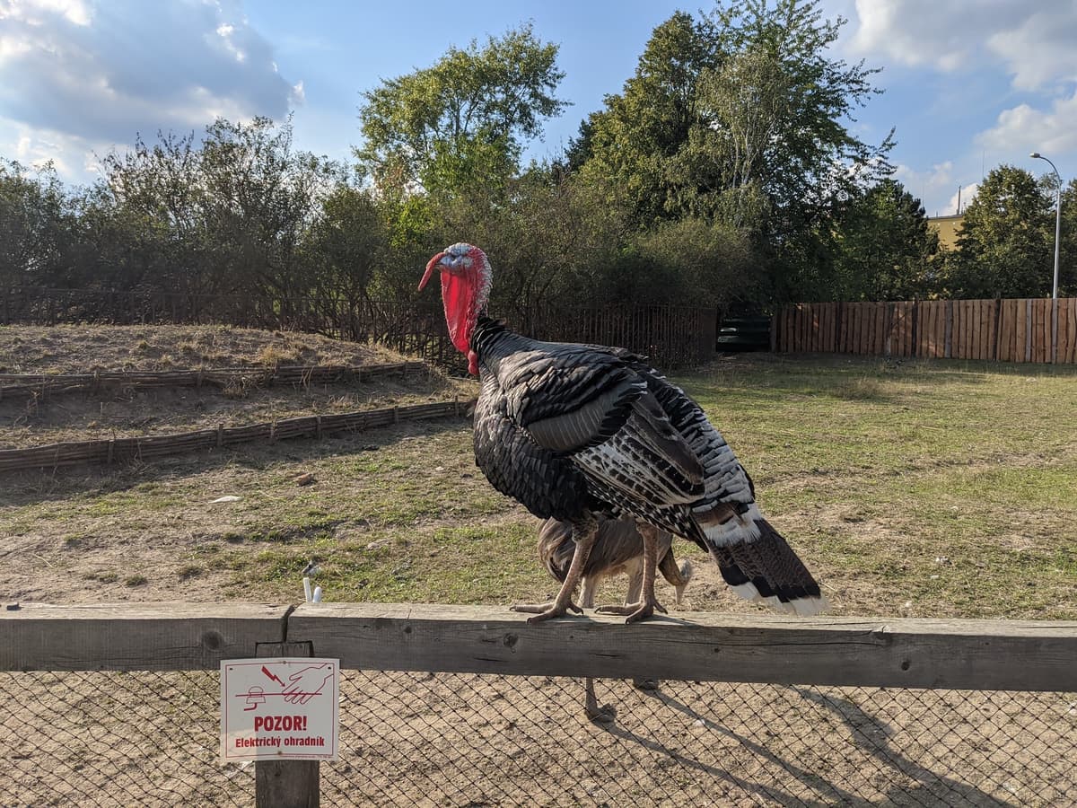Zoo Milíčov, photo 1 of 1