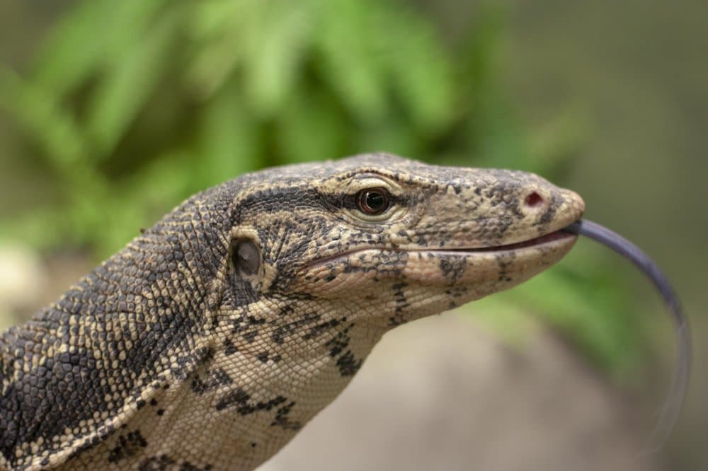 Reptilia Vaughan