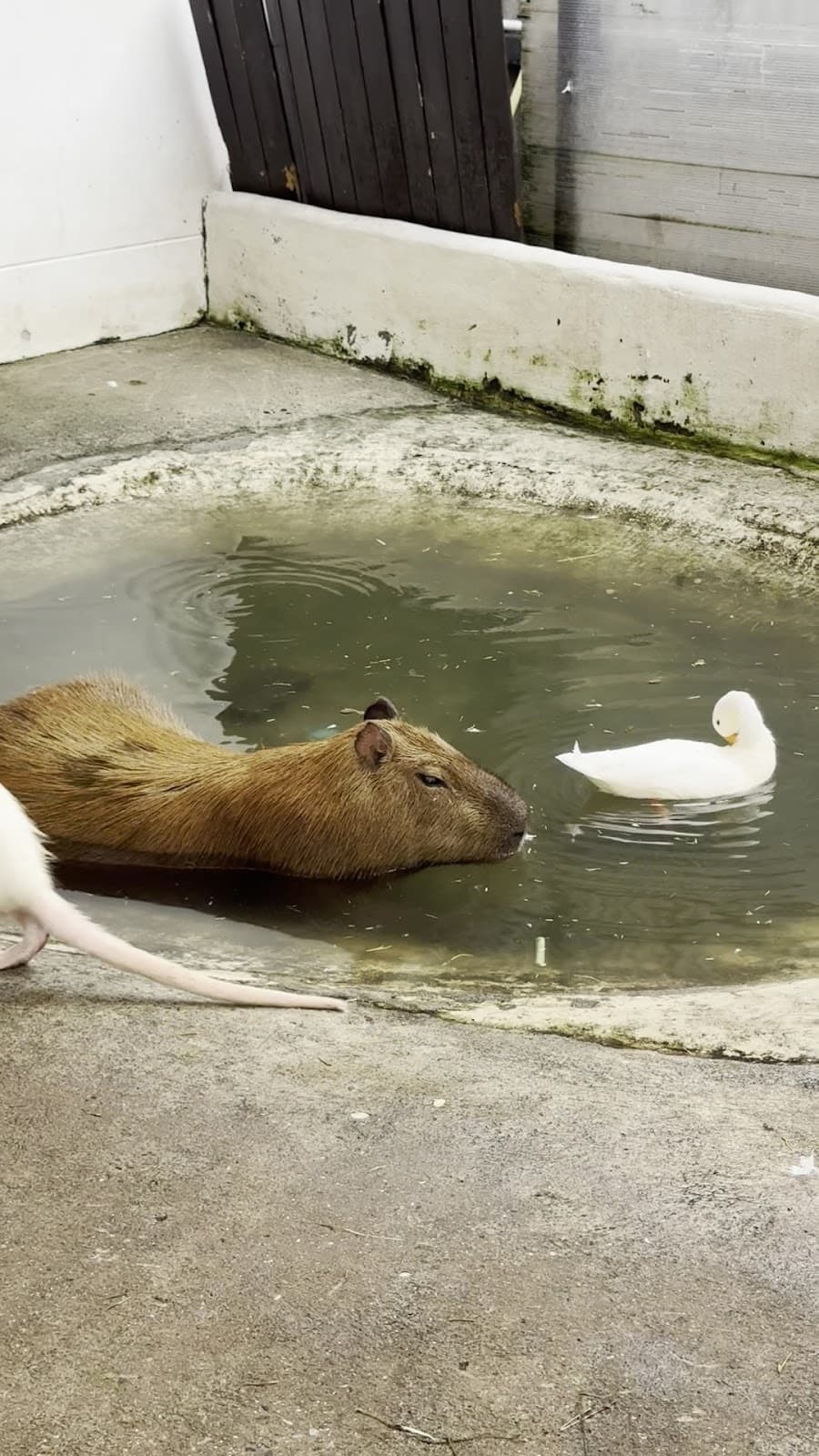Little Zoo Garden Capybara Cafe Bangkok