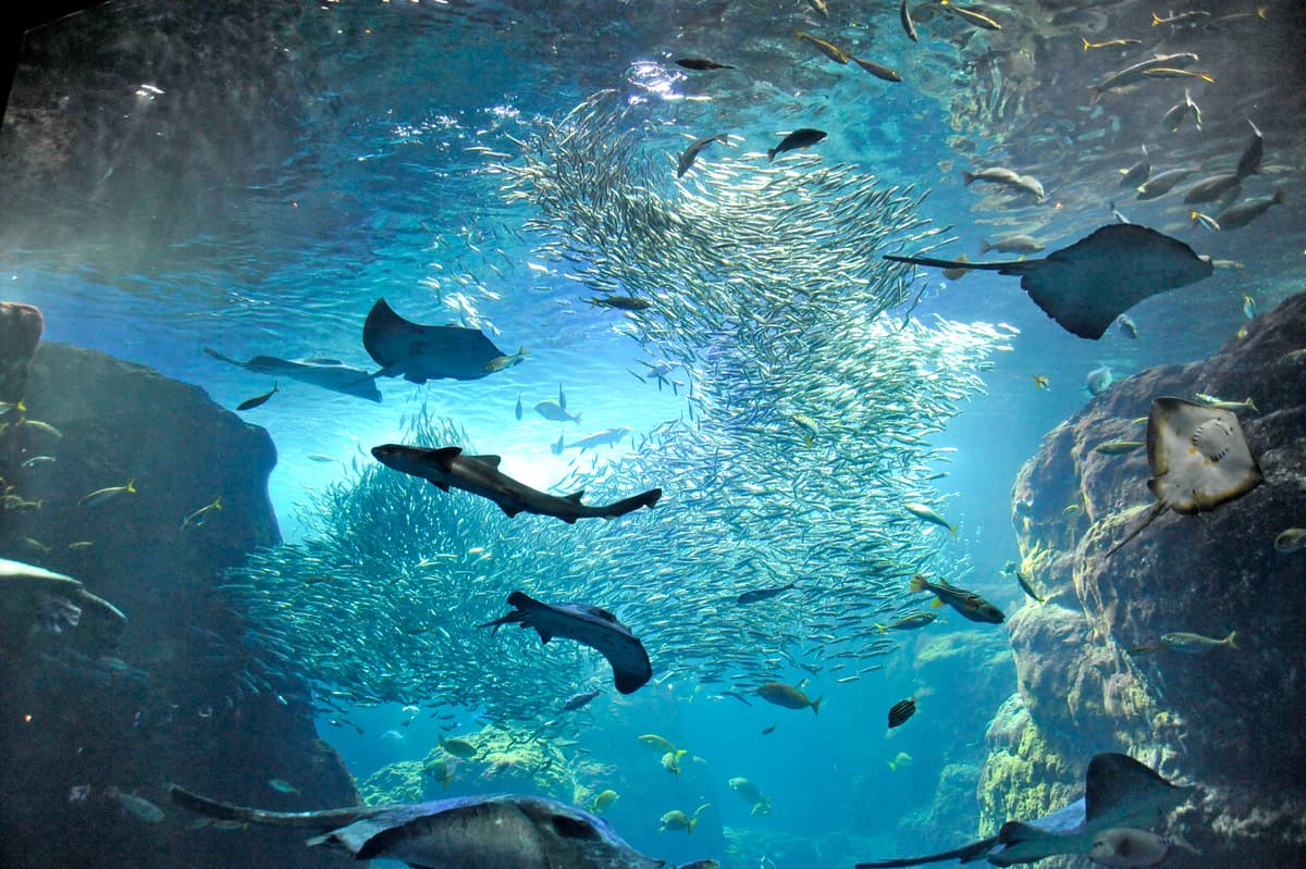 Enoshima Aquarium
