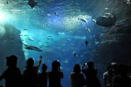 Enoshima Aquarium