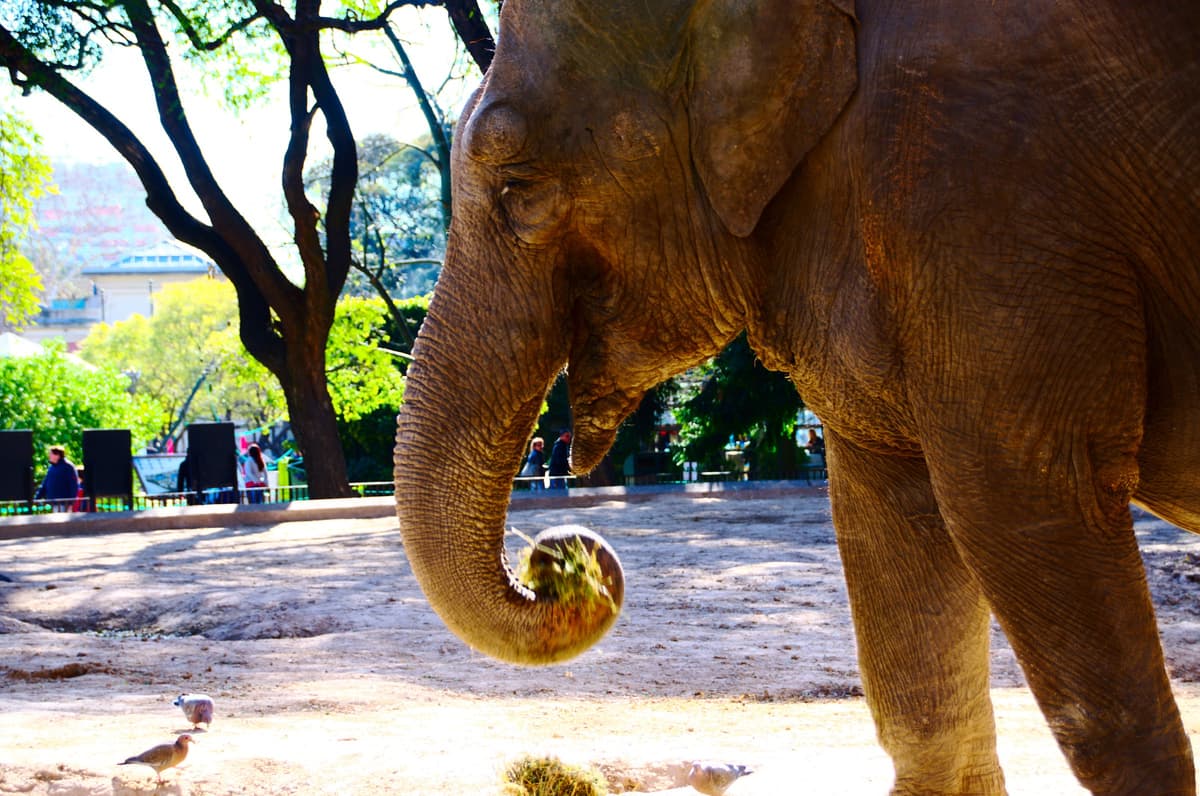 Ecoparque ex Zoo de palermo