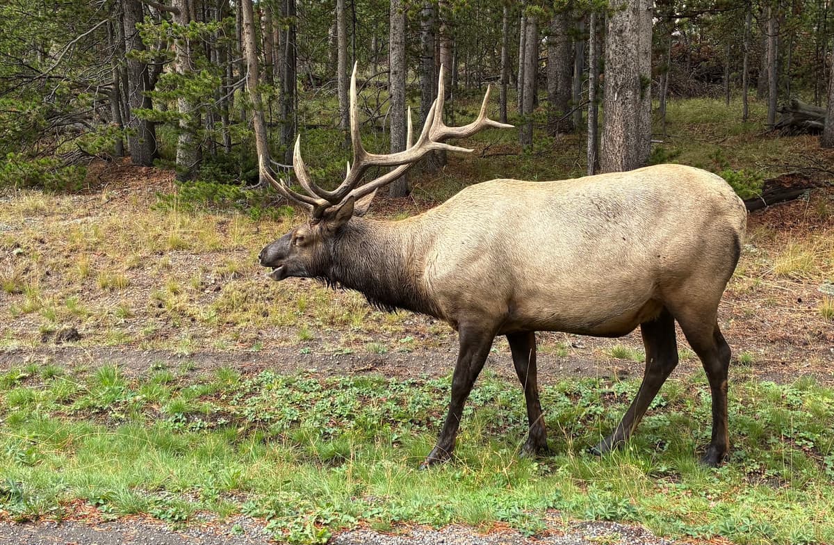Grizzly Country Wildlife Adventures