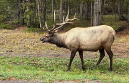 Grizzly Country Wildlife Adventures