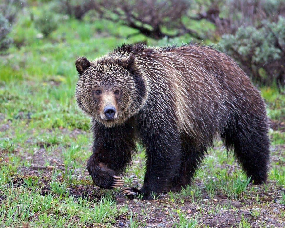 Grizzly Country Wildlife Adventures