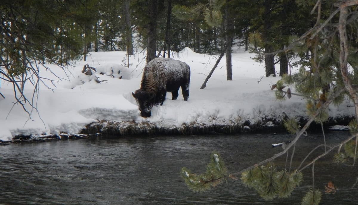 Back Country Adventures