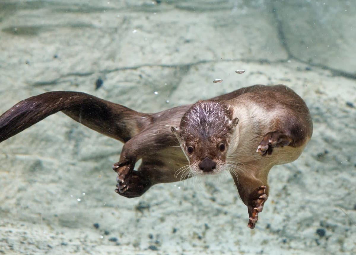 Tennessee Aquarium — photo 1 of 2