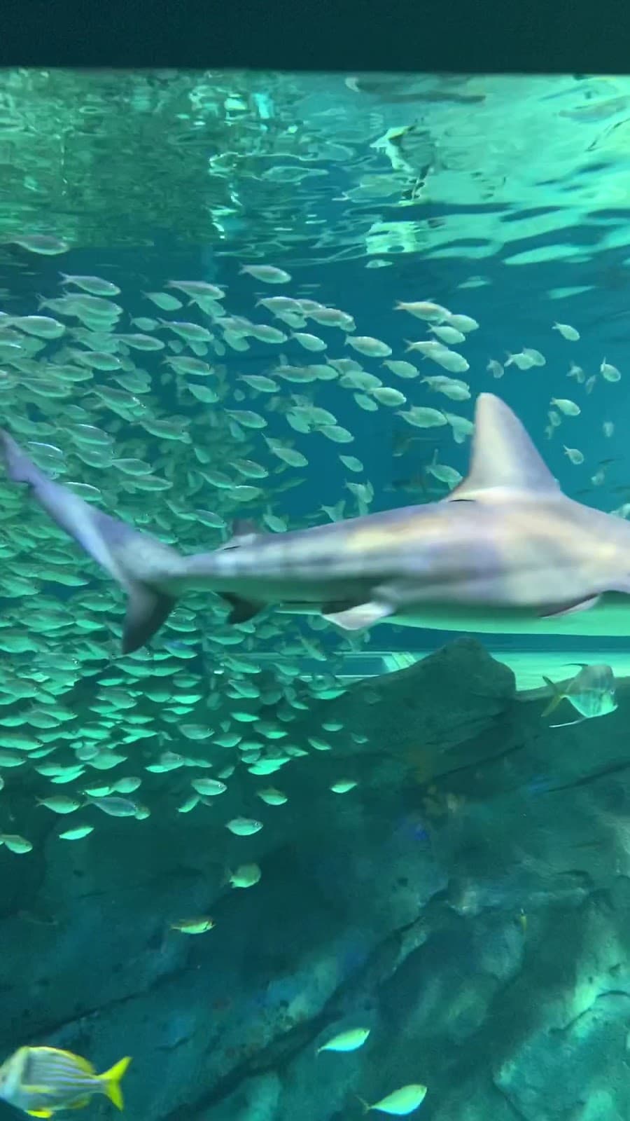 St. Louis Aquarium Parking