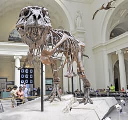 Field Museum
