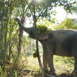 Bangkok Ethical Elephant Tour (Living Green Elephant Sanctuary)