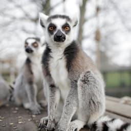 Golders Hill Park Zoo