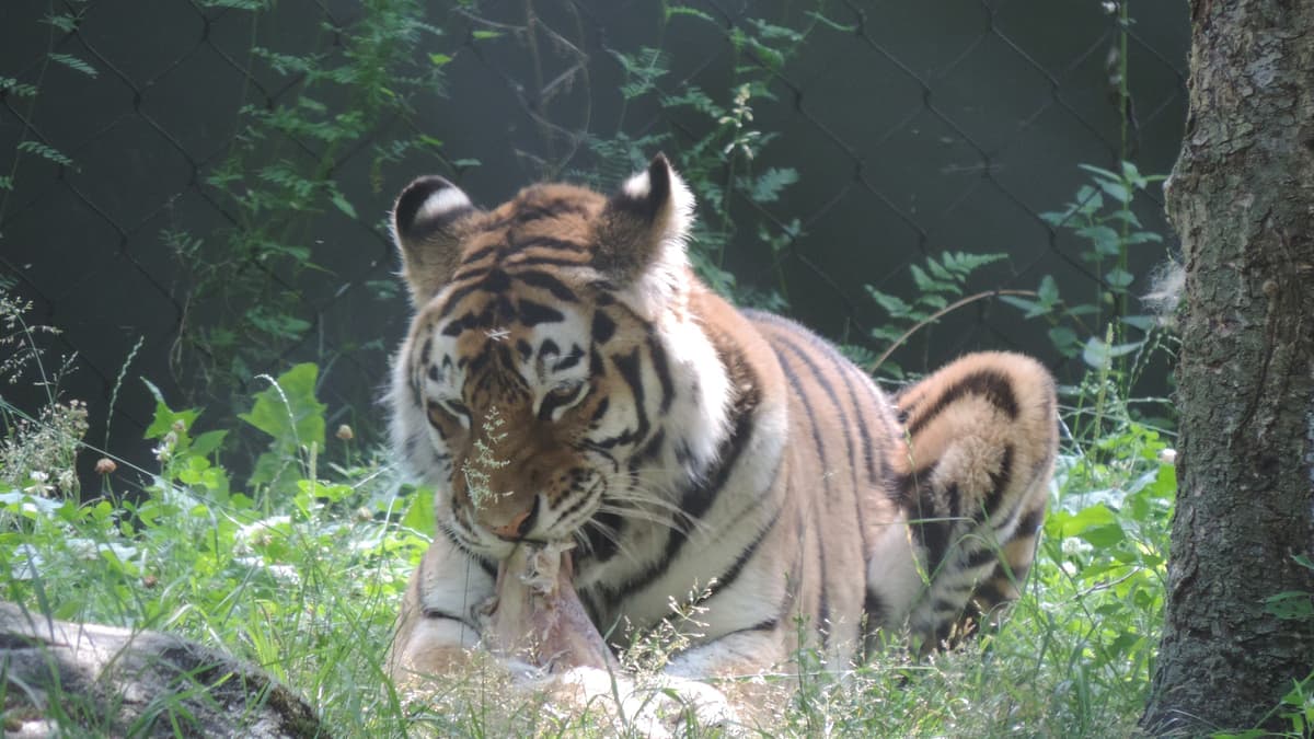 Zoo de Granby: Continent Asie