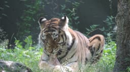 Zoo de Granby: Continent Asie