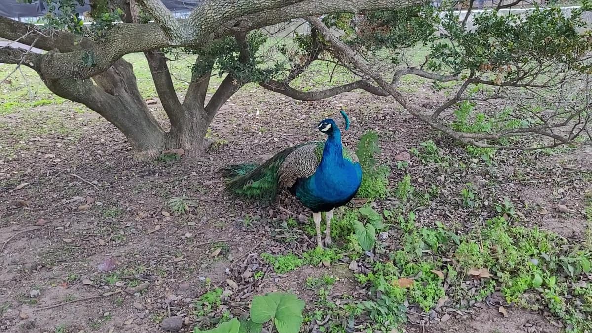 Ecoparque