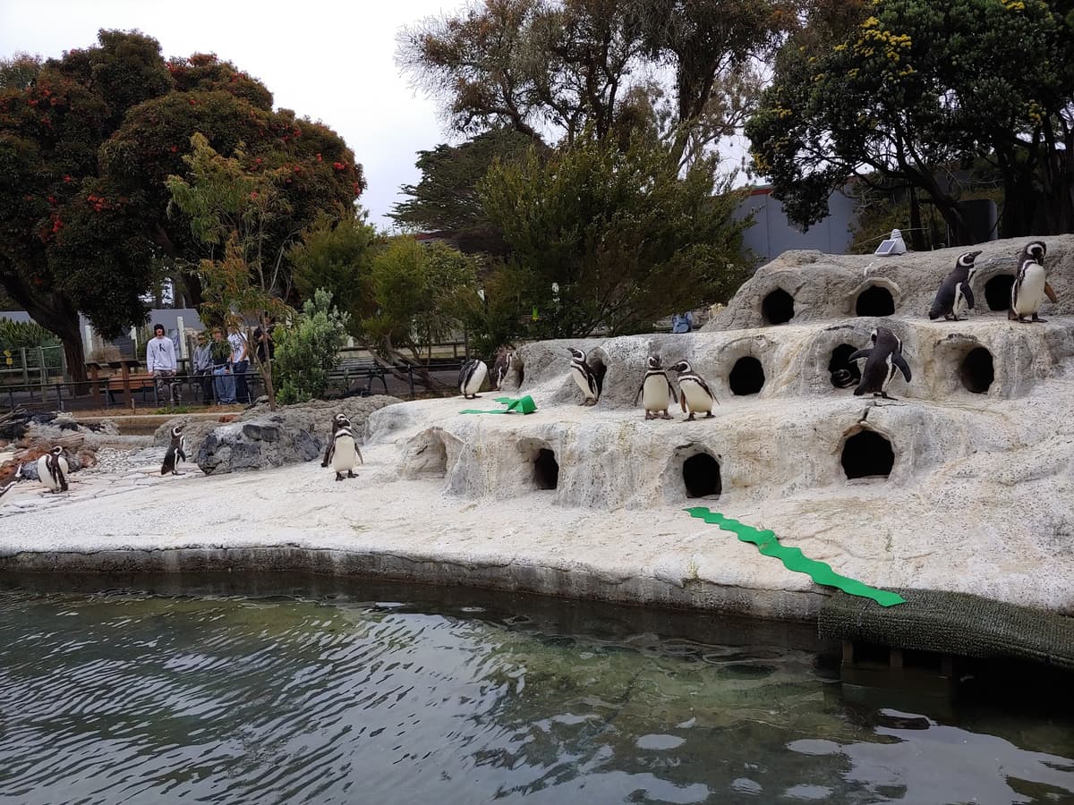 Penguin Island