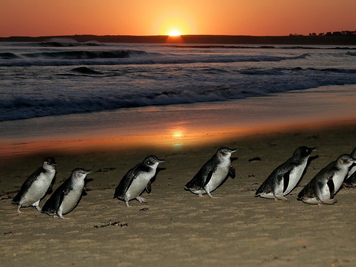 Penguin Island
