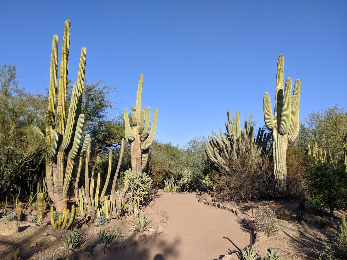Plants & People of the Sonoran Desert Loop Trail