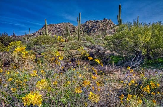 Plants & People of the Sonoran Desert Loop Trail