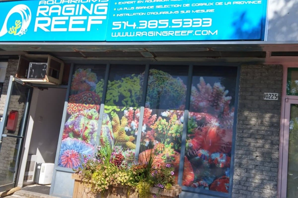 Aquarium Raging Reef - Montreal