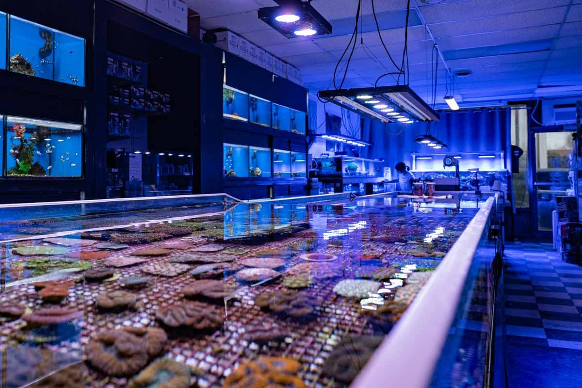 Aquarium Raging Reef - Montreal