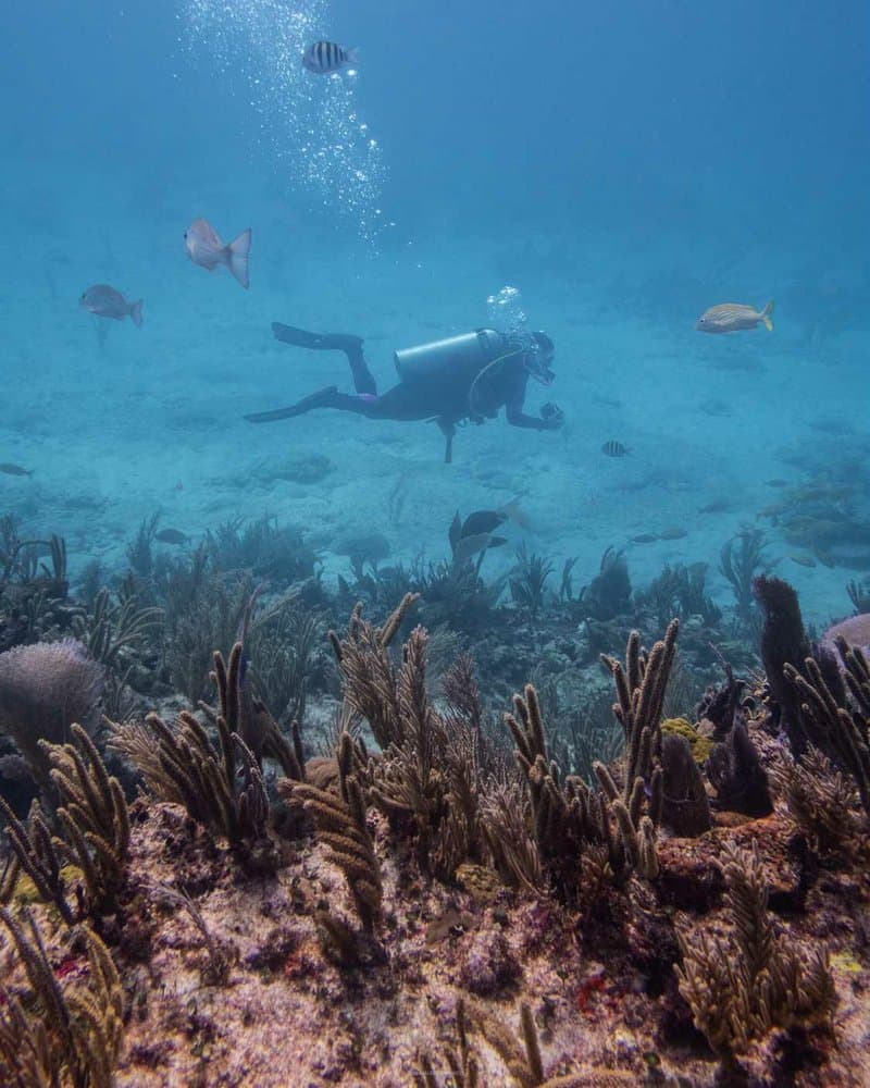 Scuba