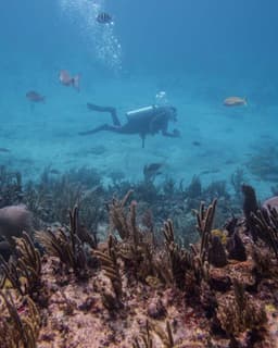 Scuba