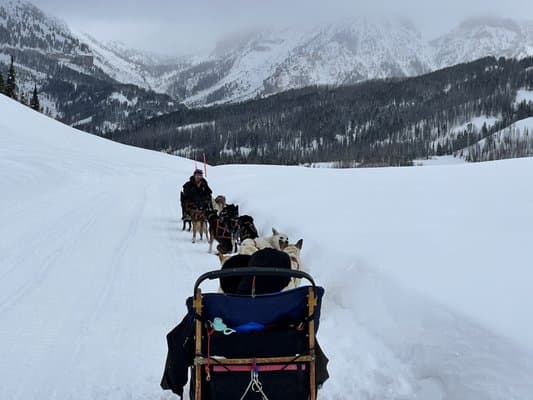 Jackson Hole Iditarod Sled Dog Tours — photo 1 of 6