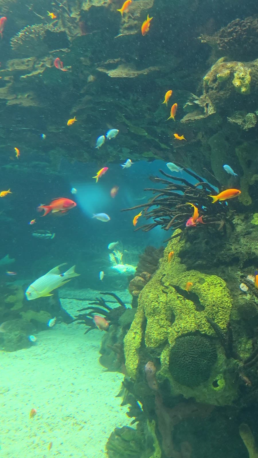 Oceanario de Lisboa