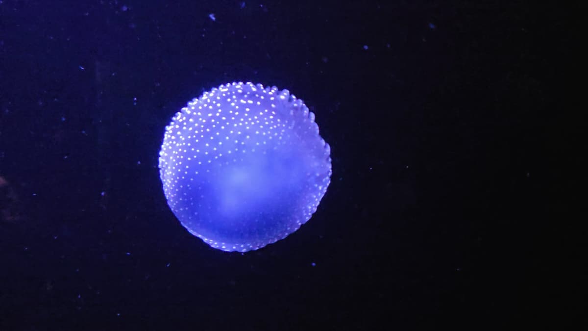 Oceanario de Lisboa
