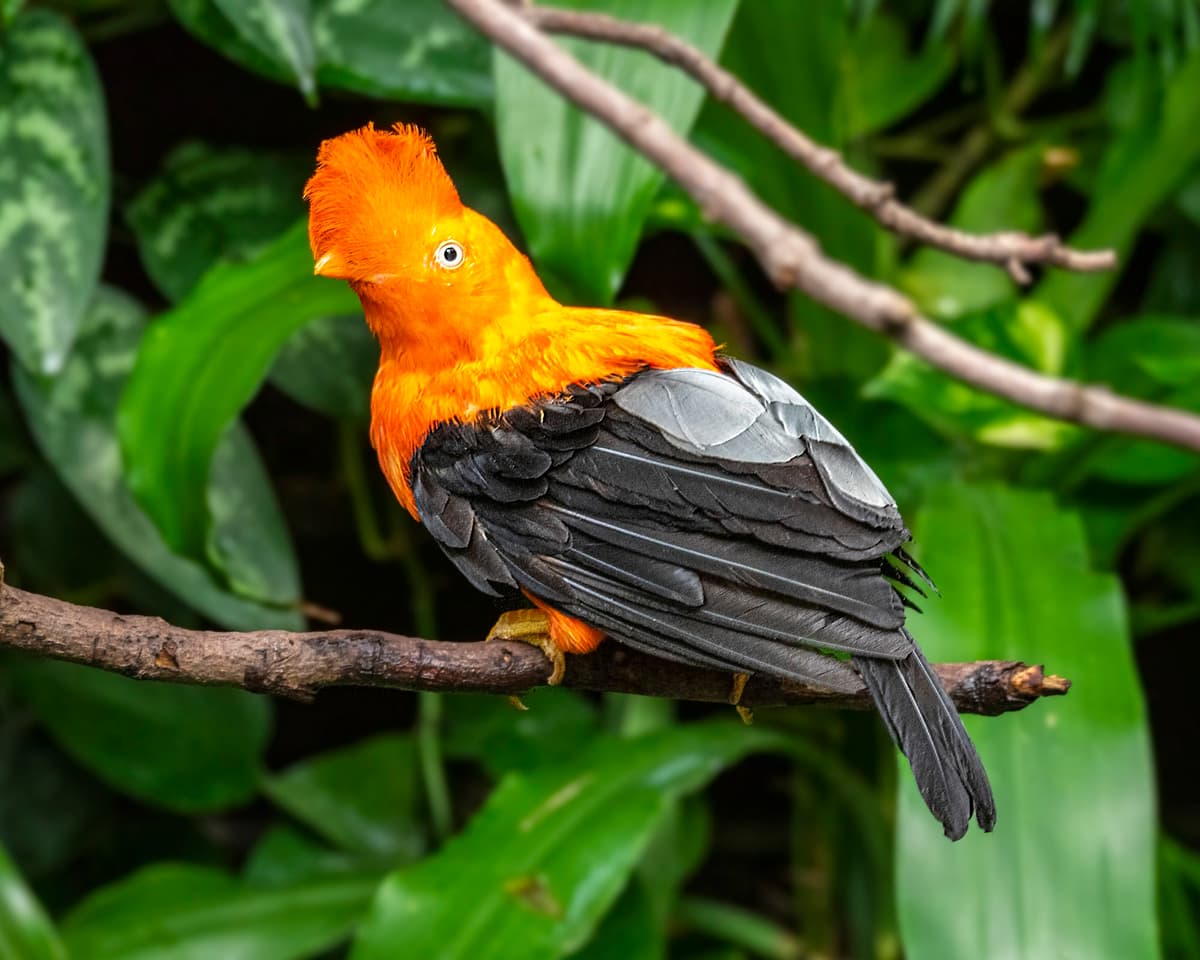Tropical Rain Forest Zone