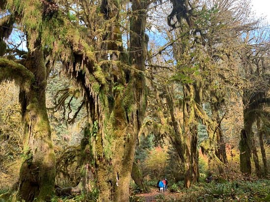 Tropical Rain Forest Zone
