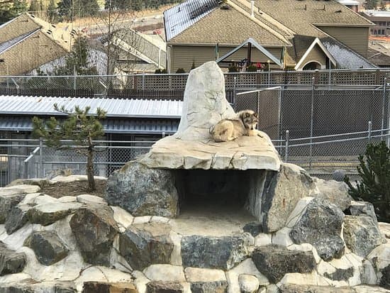 Cougar Mountain Zoo