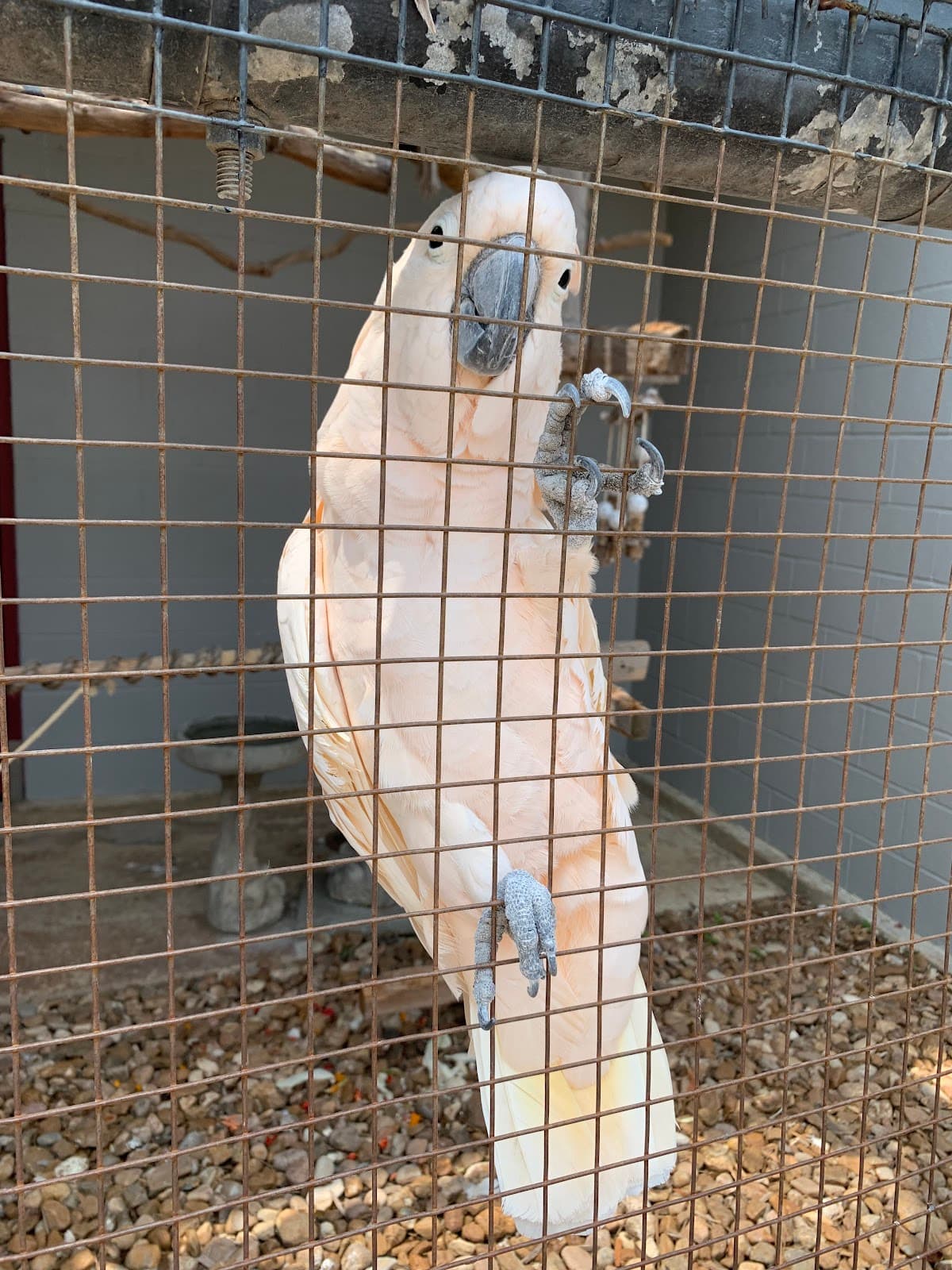 Aviary