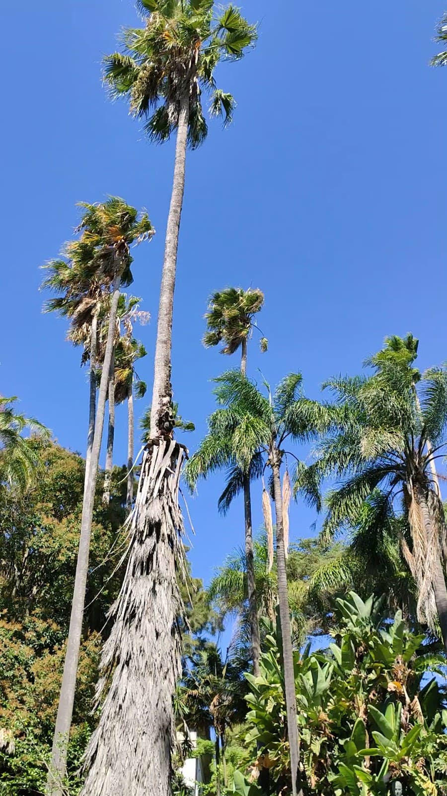 Jardim Botânico de Lisboa